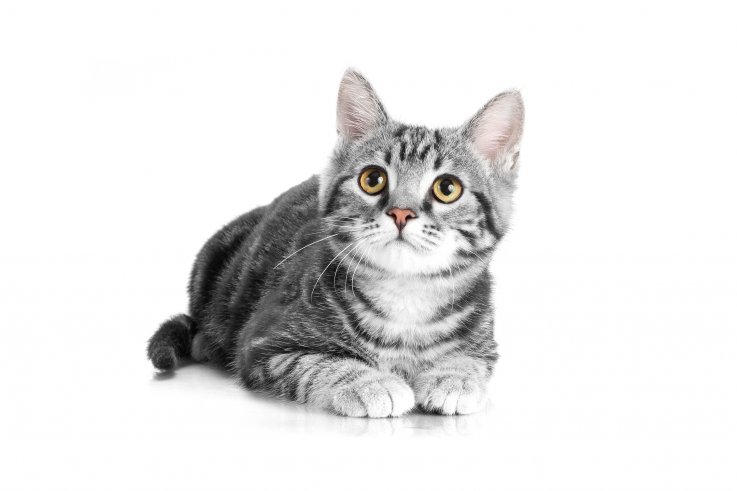 Grey and white kitten