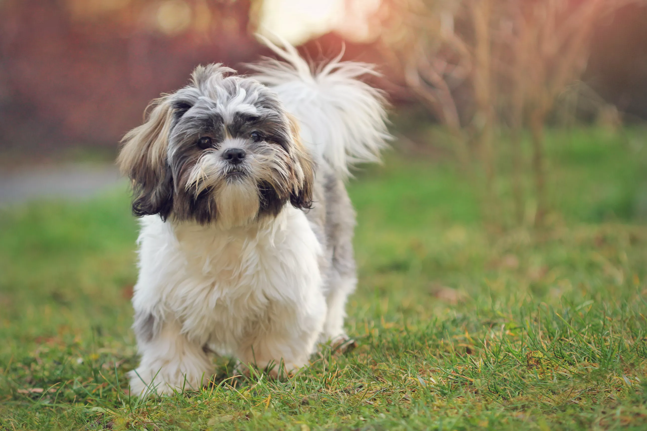 Smart Puppy Figures Out How To Build Escape Route From Pen in Adorable Clip - Vimarsana News