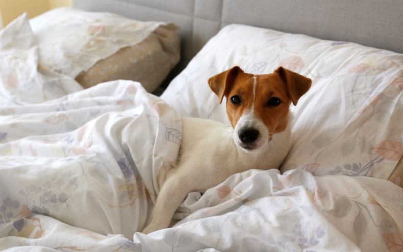 A dog in their owner's bed.