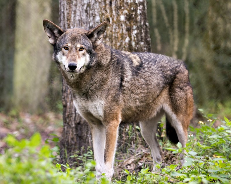 Red Wolf 