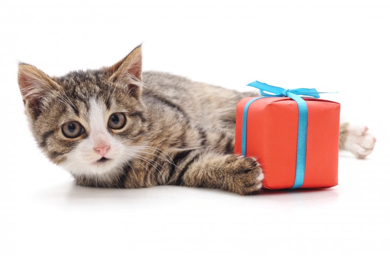 Cat with gift.