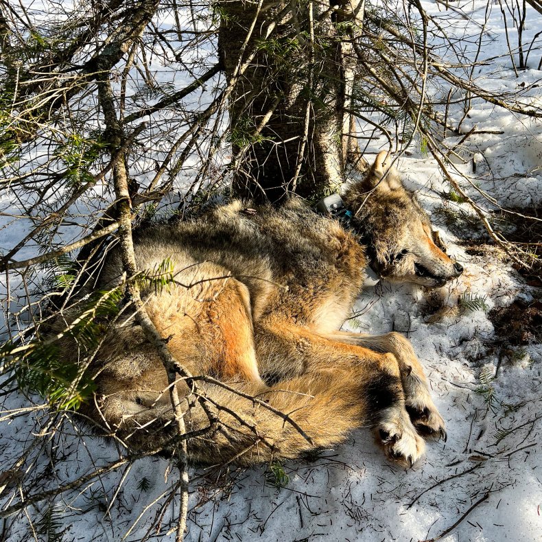 Wolf