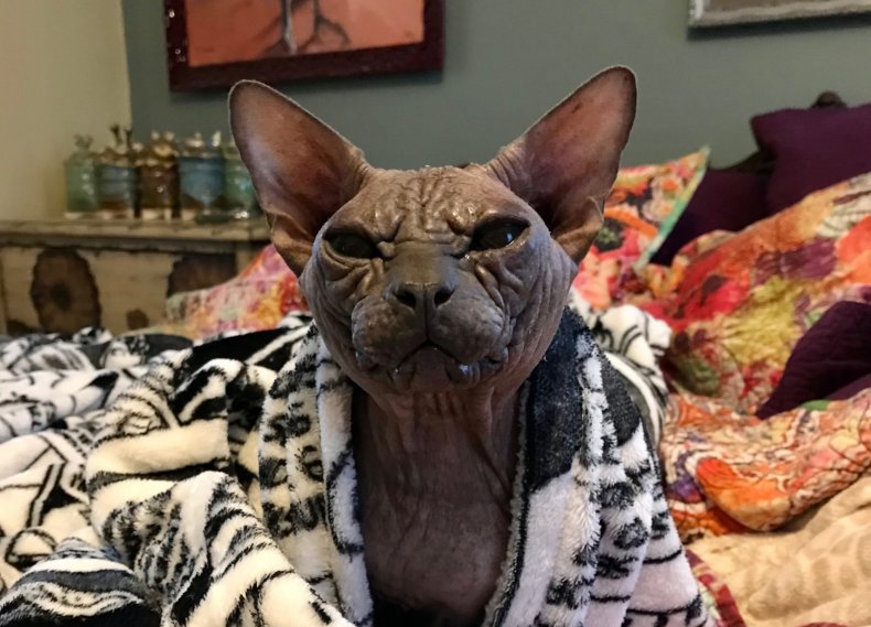 Smurfy the Sphynx