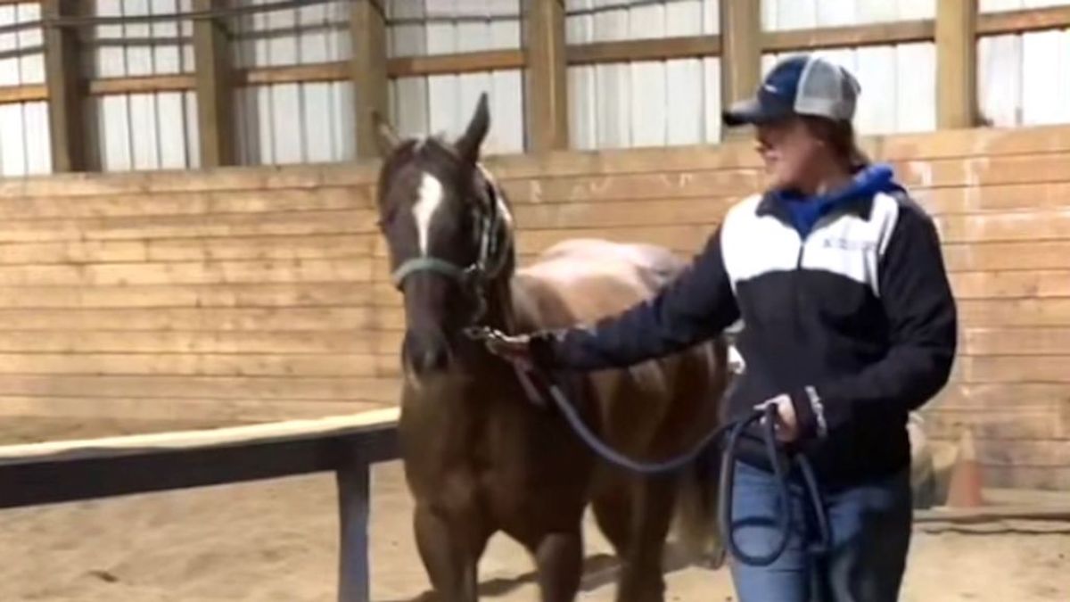 Quit Horsing Around: Yoda the Horse Somehow Traps Himself in Stable Bars