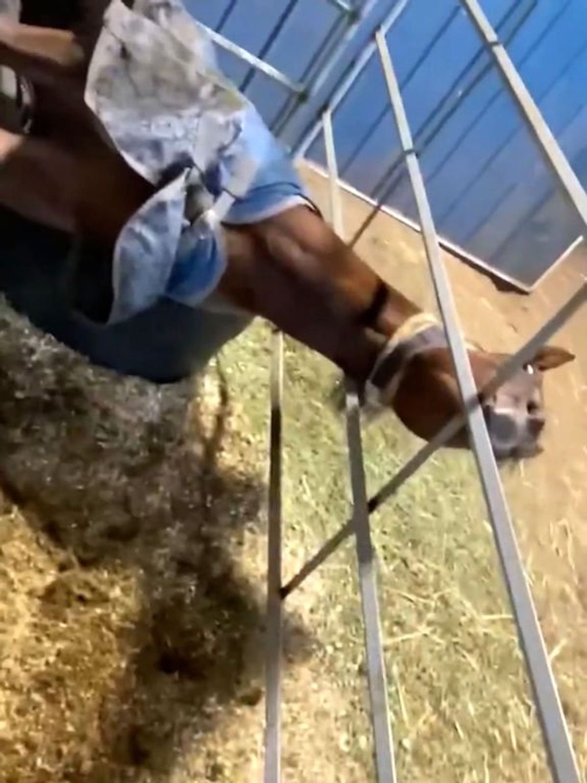Yoda the horse stuck in stable