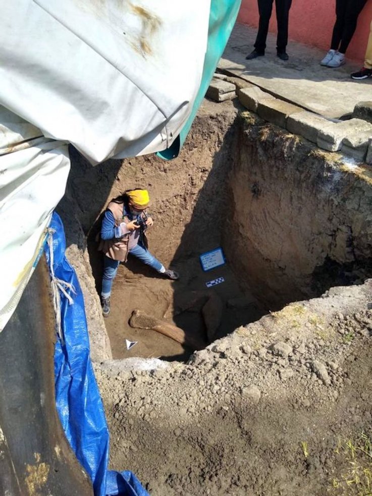 Huesos de mamut encontrados en un patio mexicano