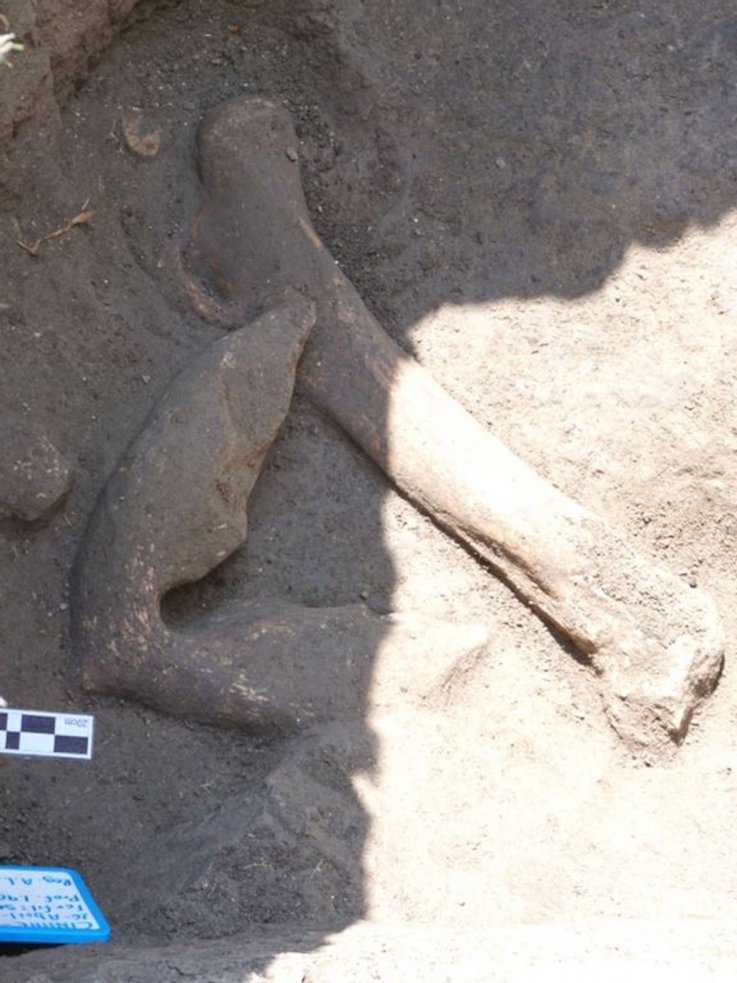 Huesos de mamut encontrados en un patio mexicano