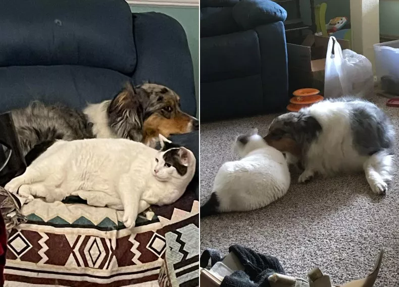 Dog Bonds with Cat Whose Owner Died