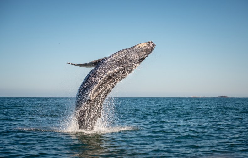 Stock photo of whale