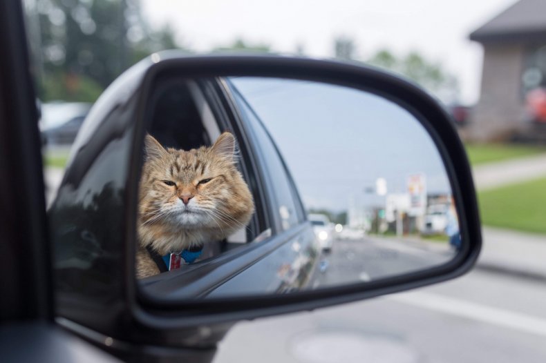 Cat in the rearview mirror of the car