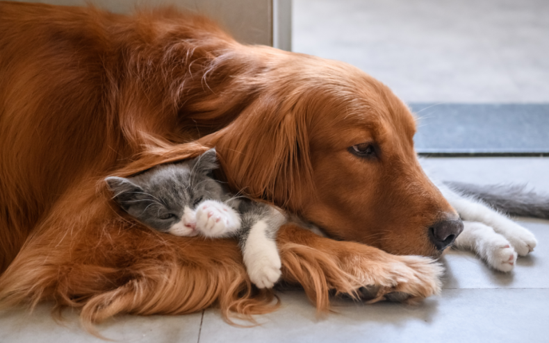 A dog cuddling up to a kitten.