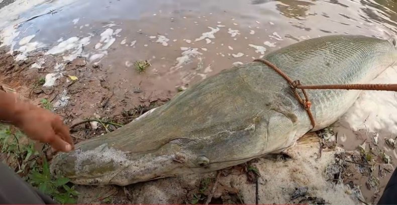 Alligator gar