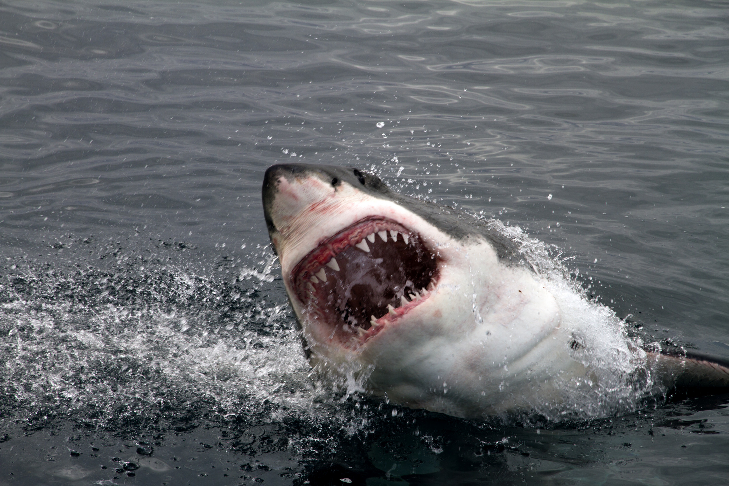 Giant Great White Shark Now Just 20 Miles Off the North Carolina Coast