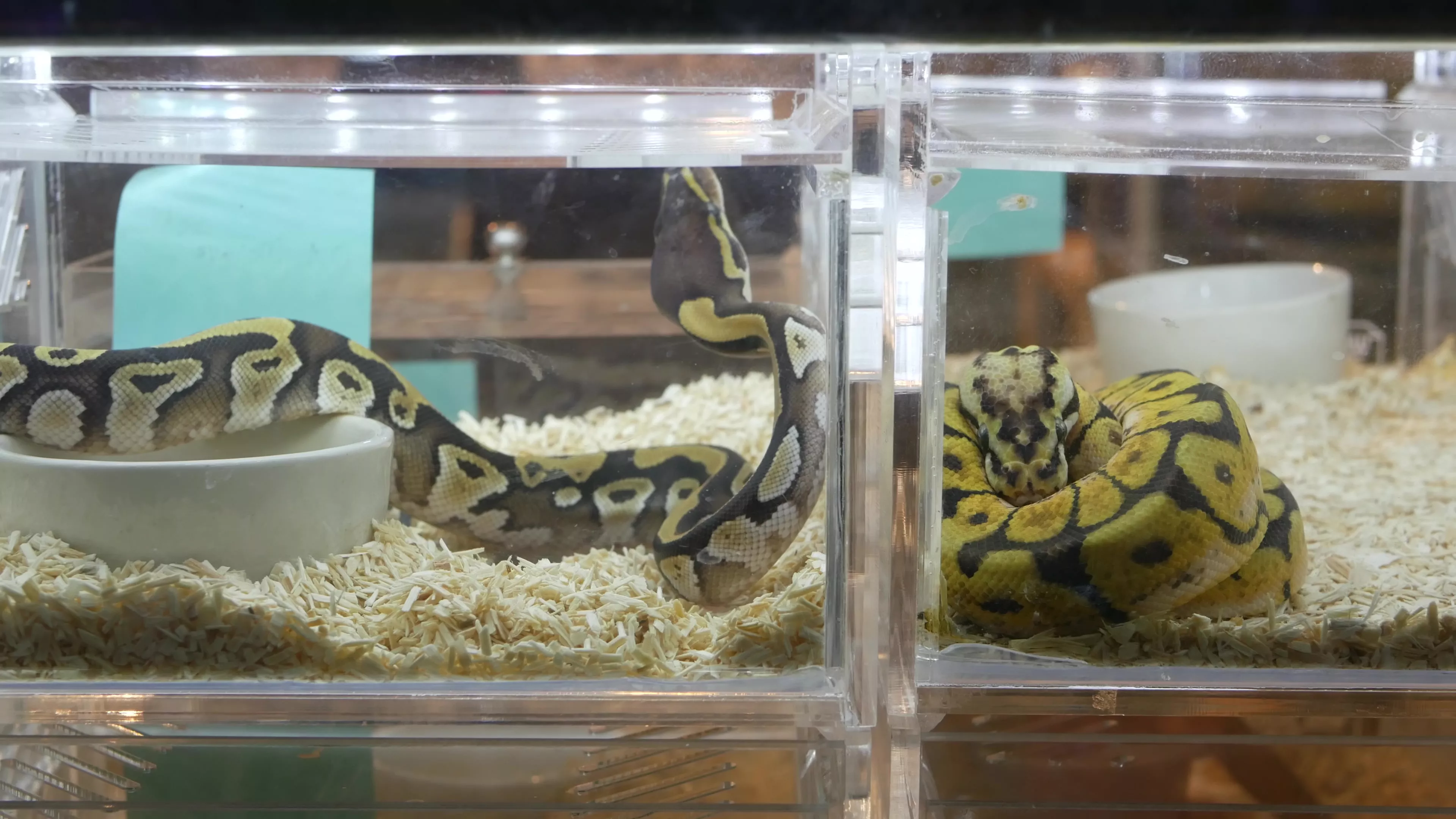 Reward Offered After Several Pythons Worth Thousands Stolen From Pet Store - Vimarsana News