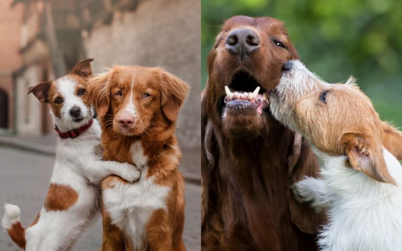 A Jack Russell with two different dogs.
