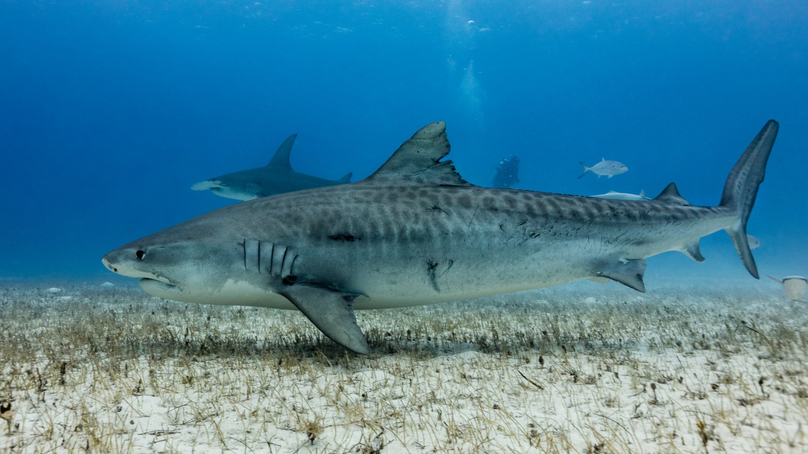 tiger shark vs great white shark