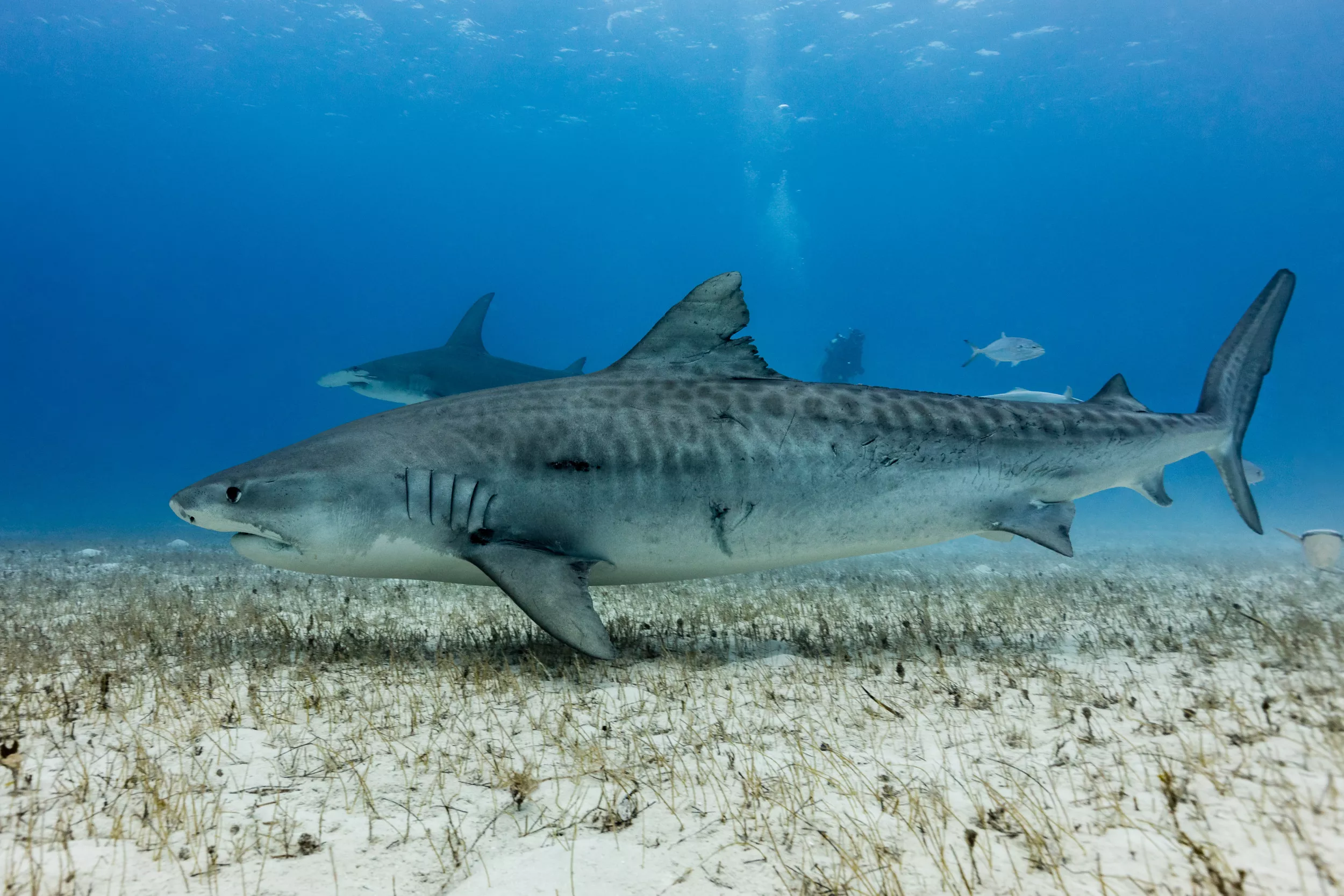 Texas Angler Catches 12.5ft Tiger Shark in Epic Battle Before Releasing It - Vimarsana News