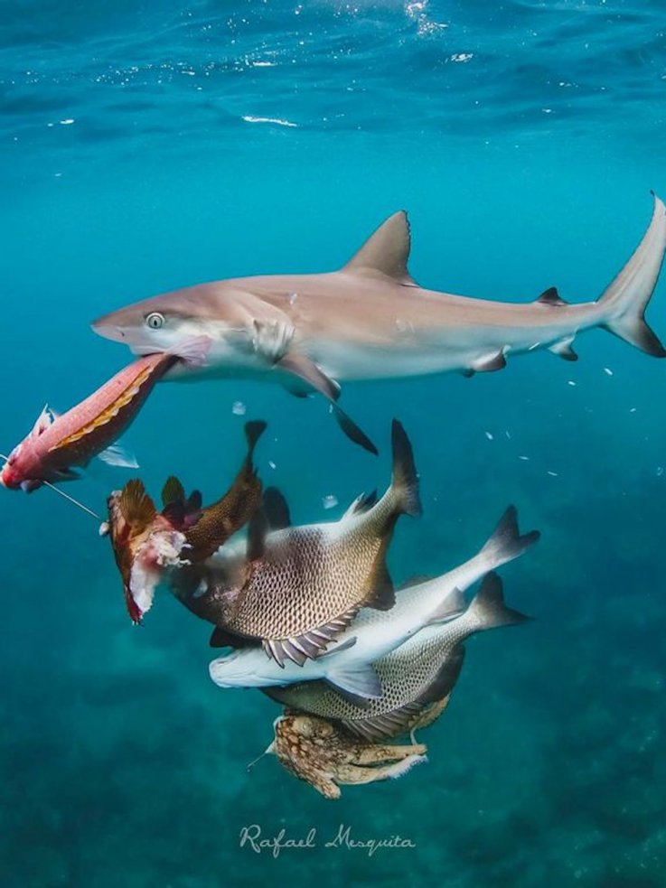 Tiburón intenta comerse la pesca de un pescador
