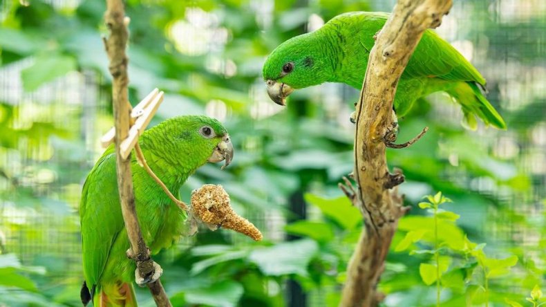 Black-billed amazon parrots at Vienna zoo