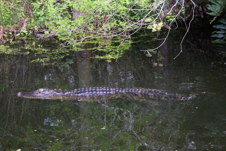 Alligator swims through Wakodahatchee Wetlands