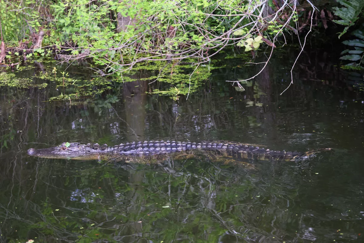 alligator-swims-through-wakodahatchee-we