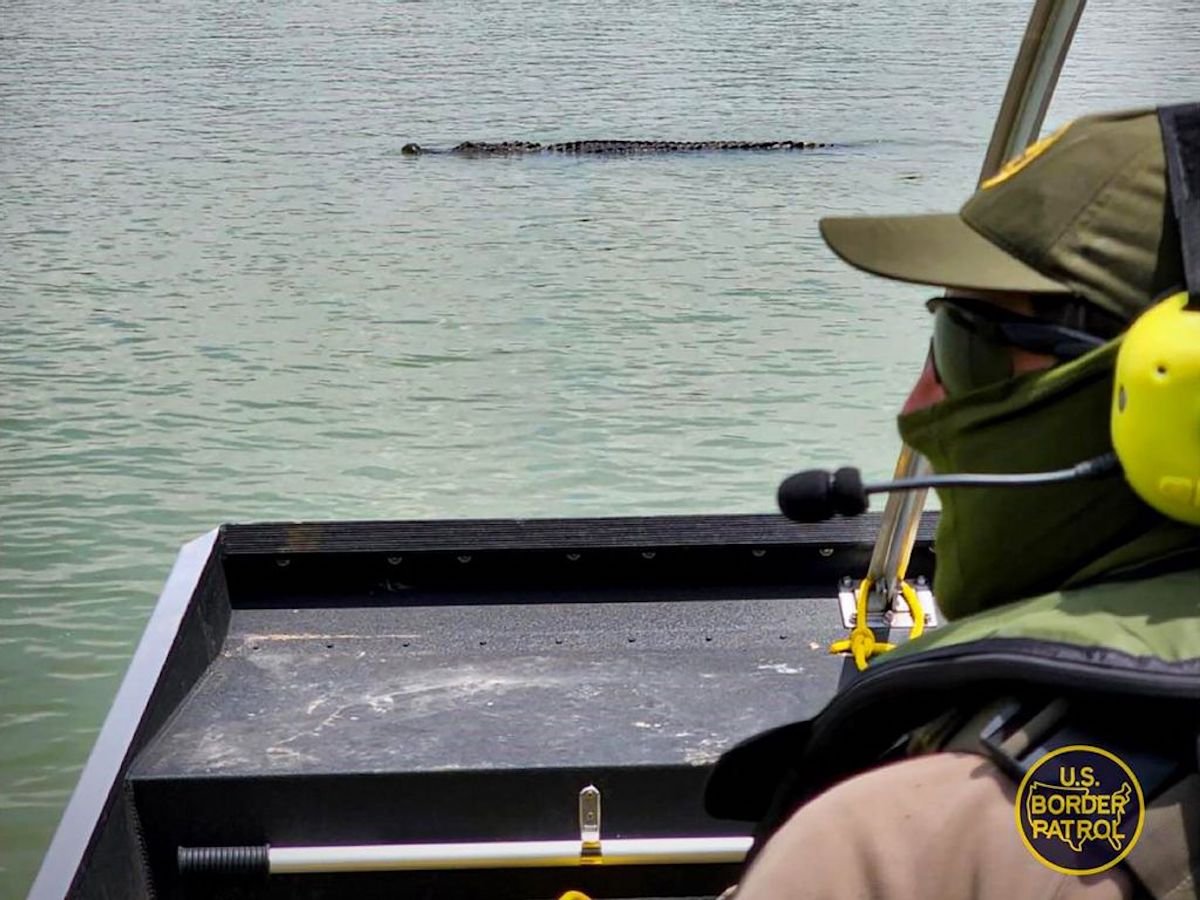 U.S. Border Patrol alligator in Rio Grande