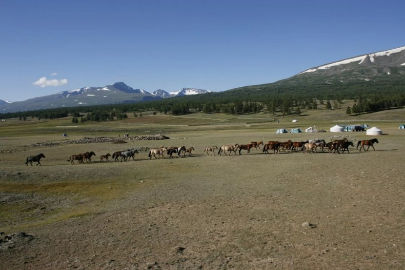 Horses and Gers in Mongolia