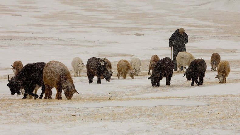 Sheep herder in Mongolia