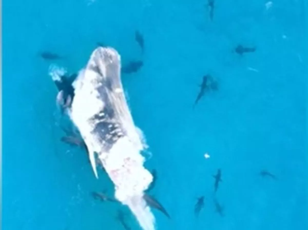Watch 100 Sharks Feast on Whale Carcass in Feeding Frenzy - Vimarsana News