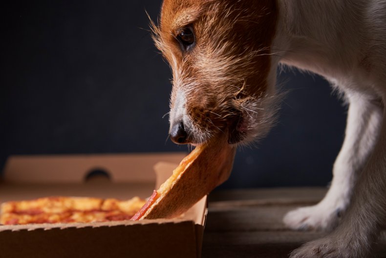 Dog eating pizza