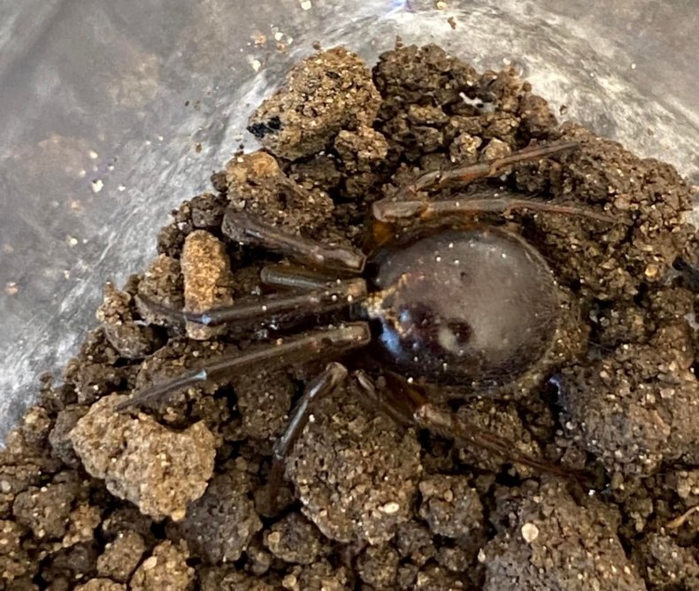 False widow spider