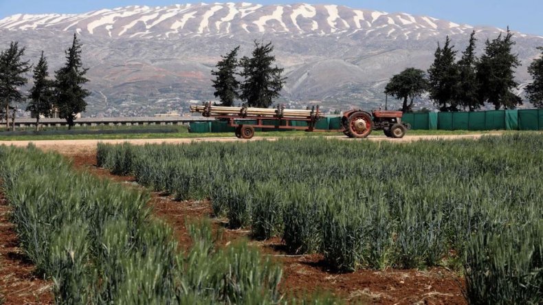 Crops of wheat and barley in Lebanon