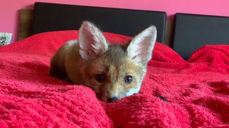 Foxie the rescue fox