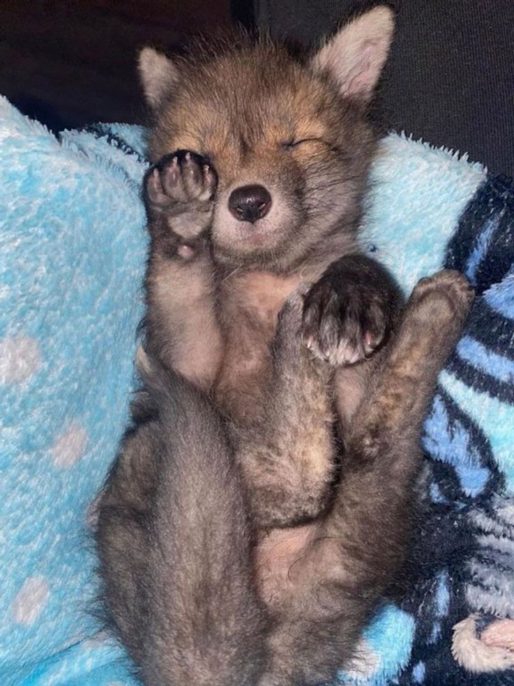 Baby Foxie