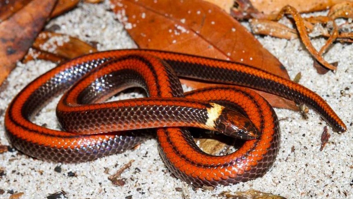 Gorgeous, but Highly Poisonous Snake Species Discovered in
