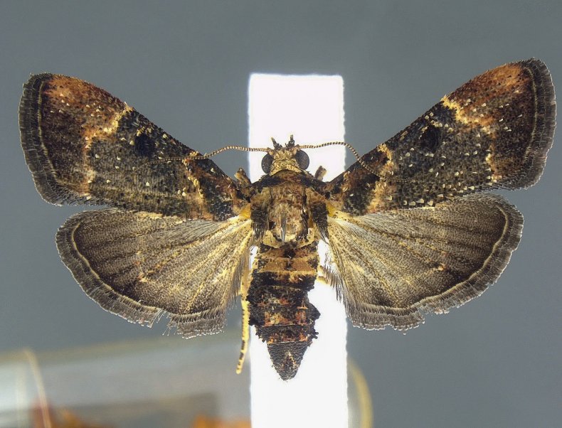 Moth at Detroit Metro Airport