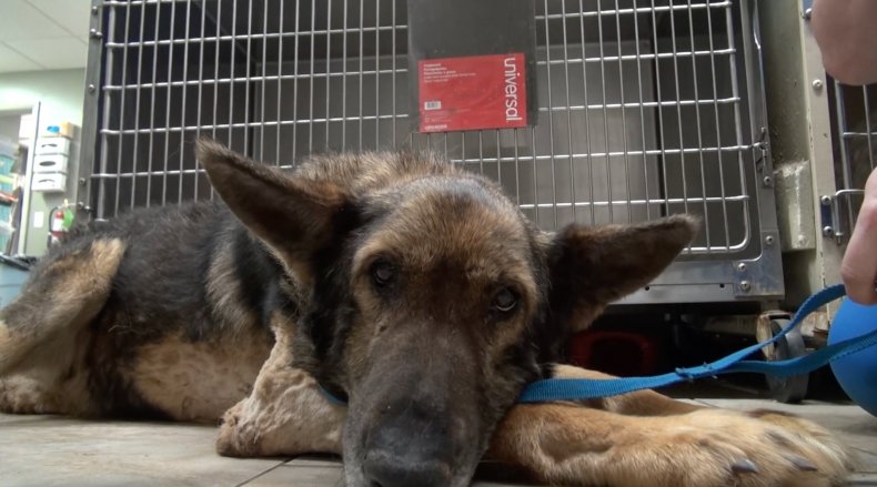 Gun dog starves dead owner alive