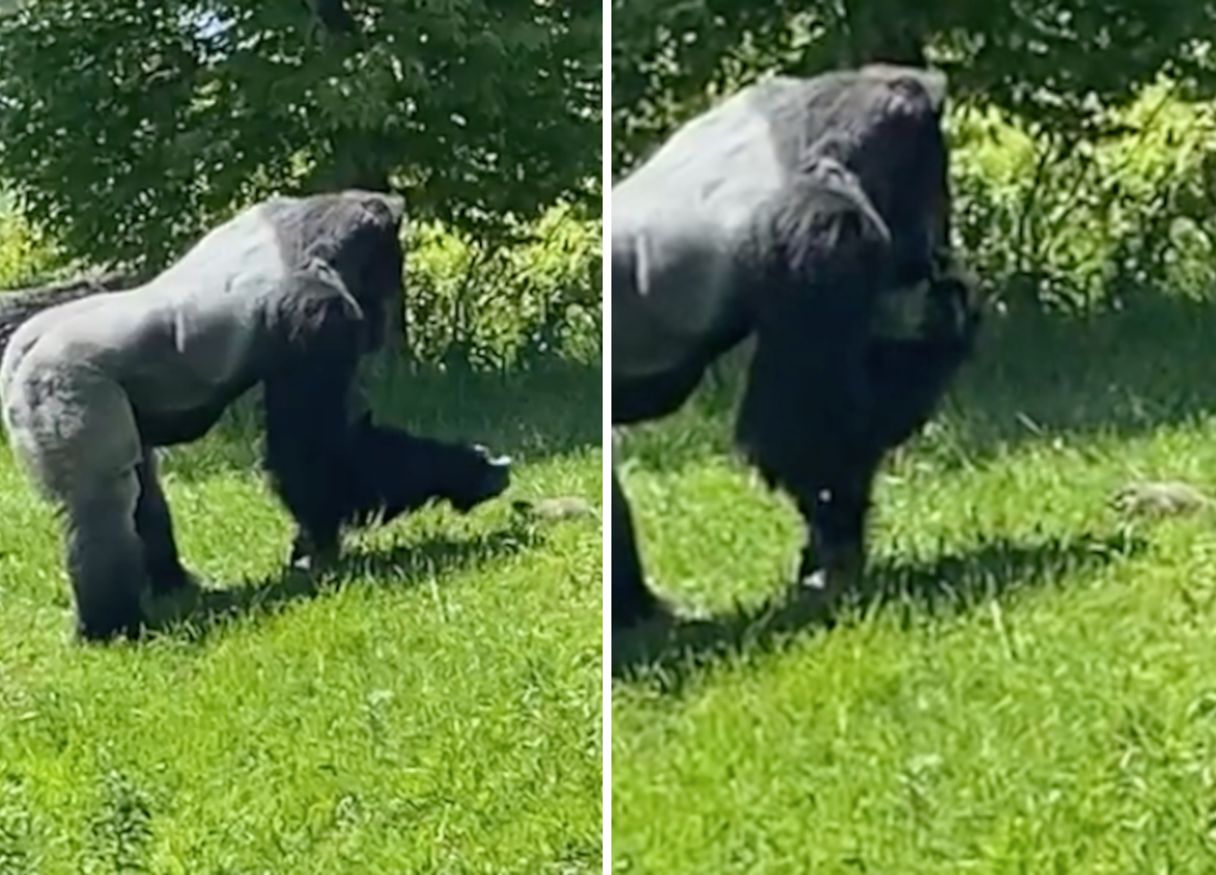 Gorilla petting groundhog