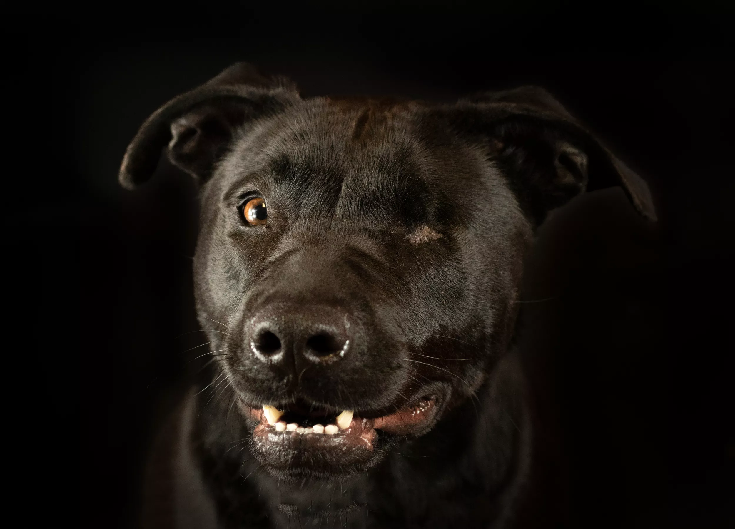 Woman Takes Stunning Portraits of Dogs To Boost Adoption Chances: 'Soulful' - Vimarsana News