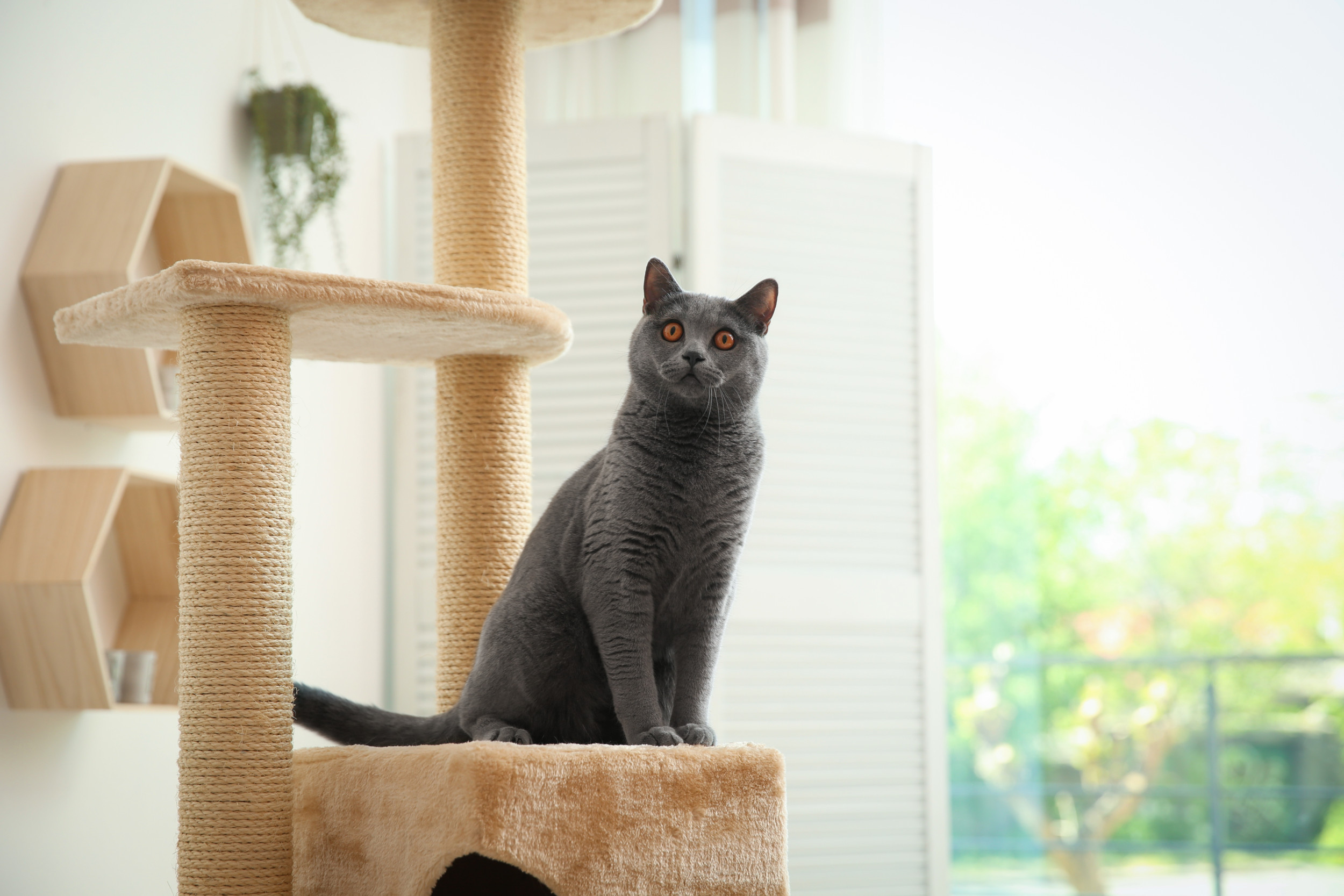 Epic shop cat tree