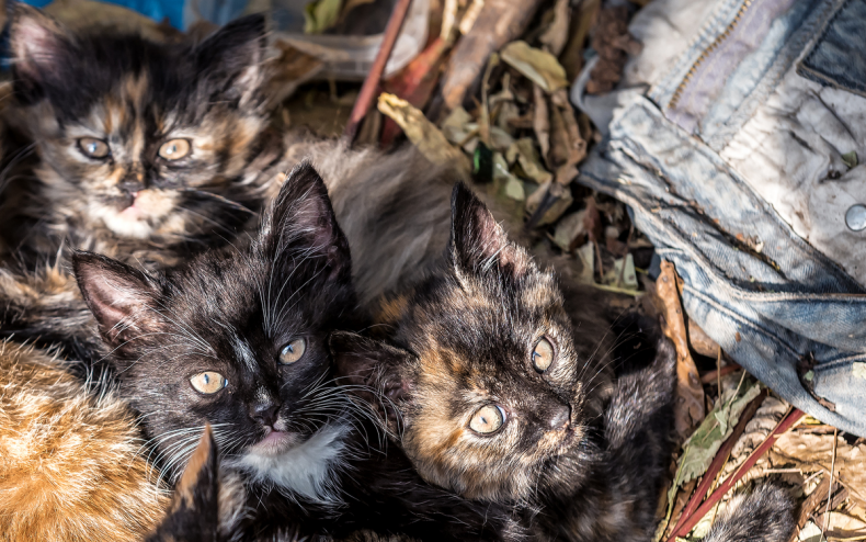 Three kittens in a garbage truck.