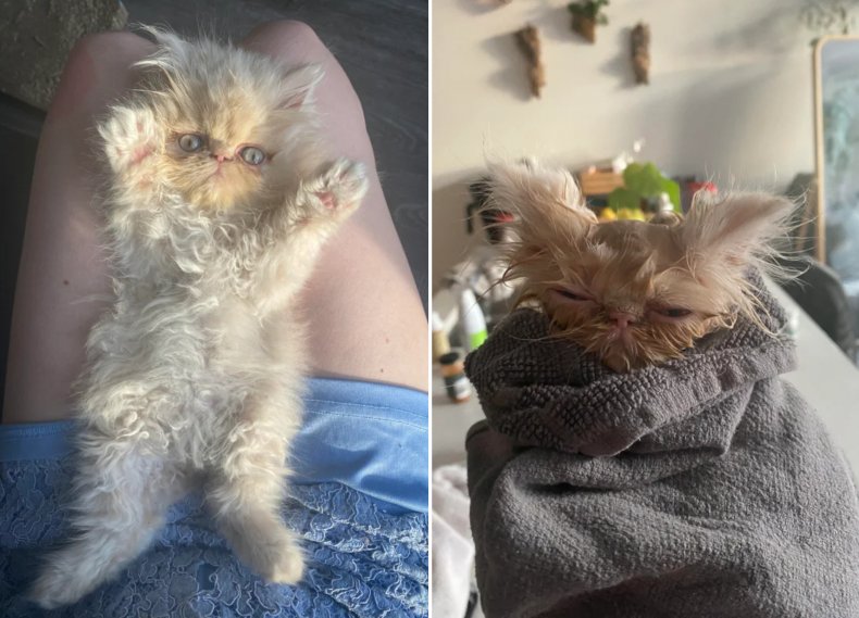 Sméagol the kitten
