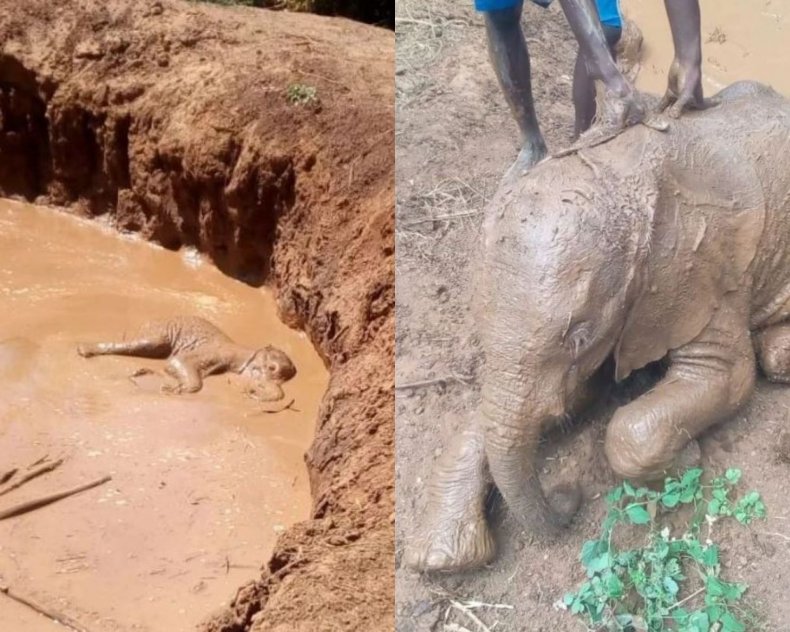 Elephant rescued from well