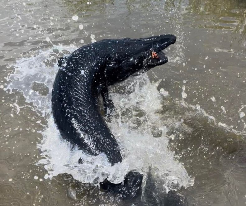 Black alligator gar