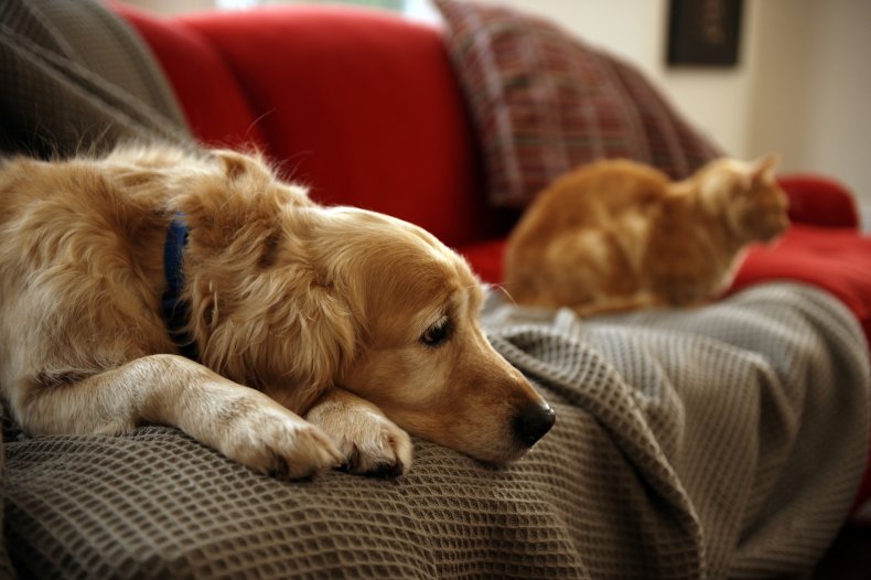 A dog looking sad.
