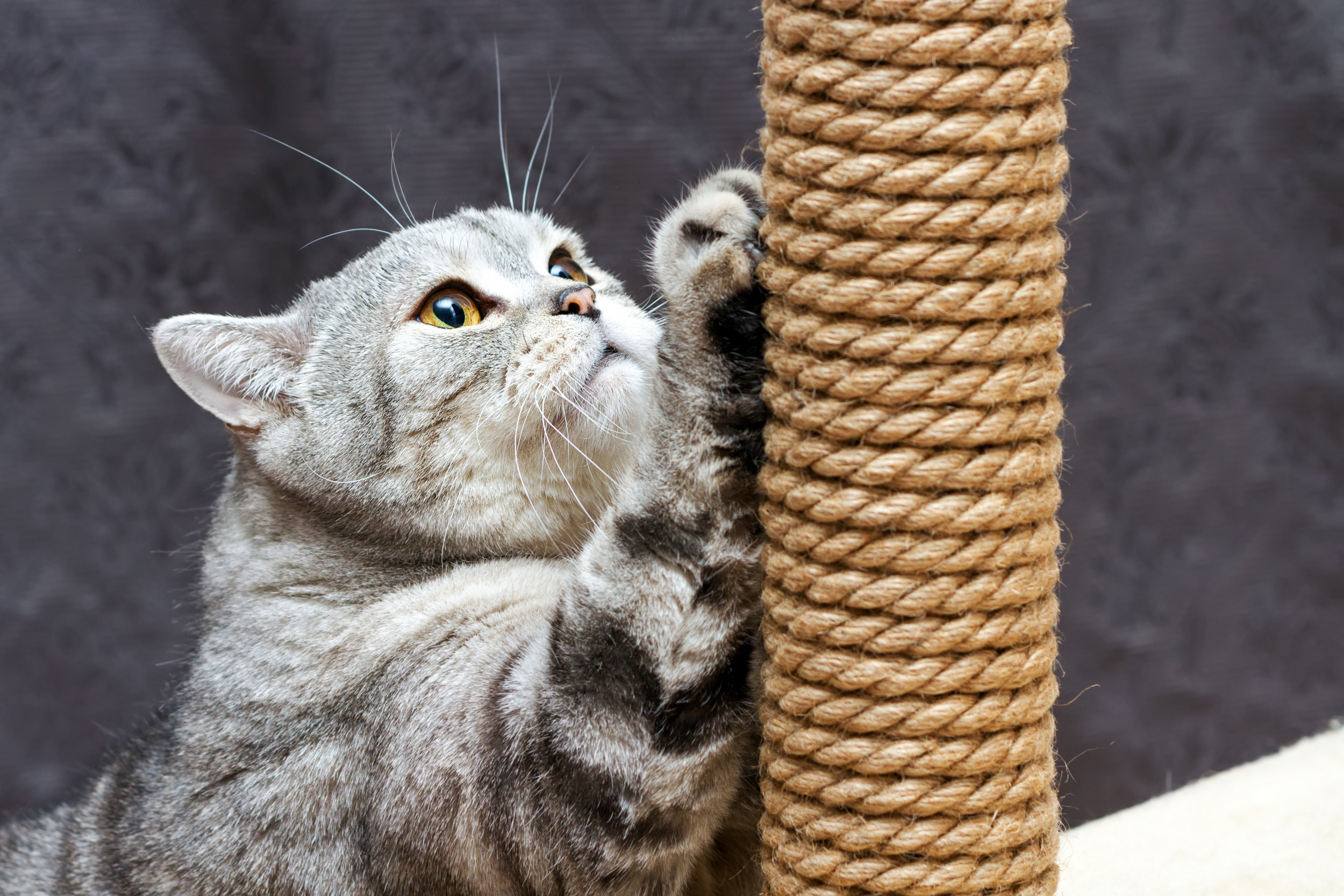 DIY Hack To Keep Cats From Scratching Furniture Praised Brilliant 