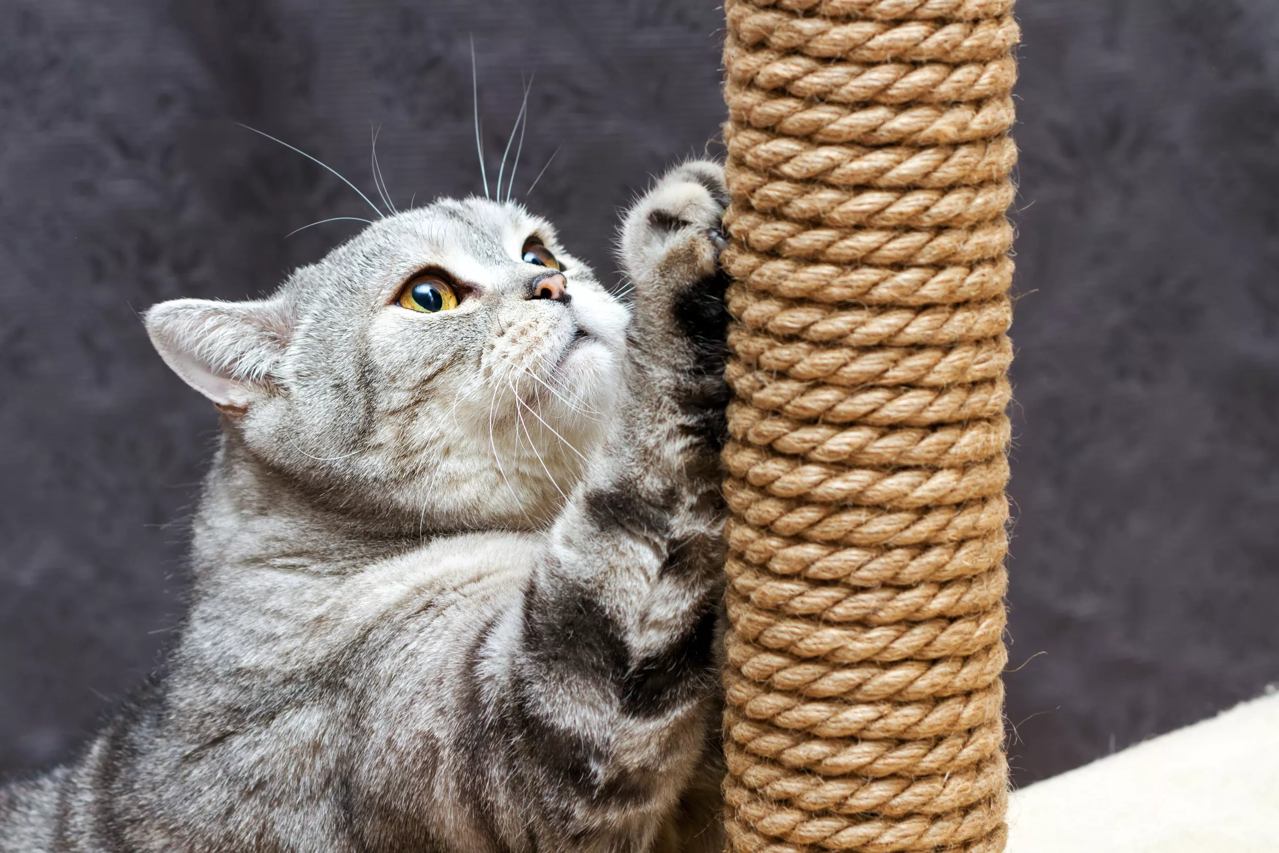 DIY Hack to Keep Cats From Scratching Furniture Praised: 'Brilliant' - Vimarsana News