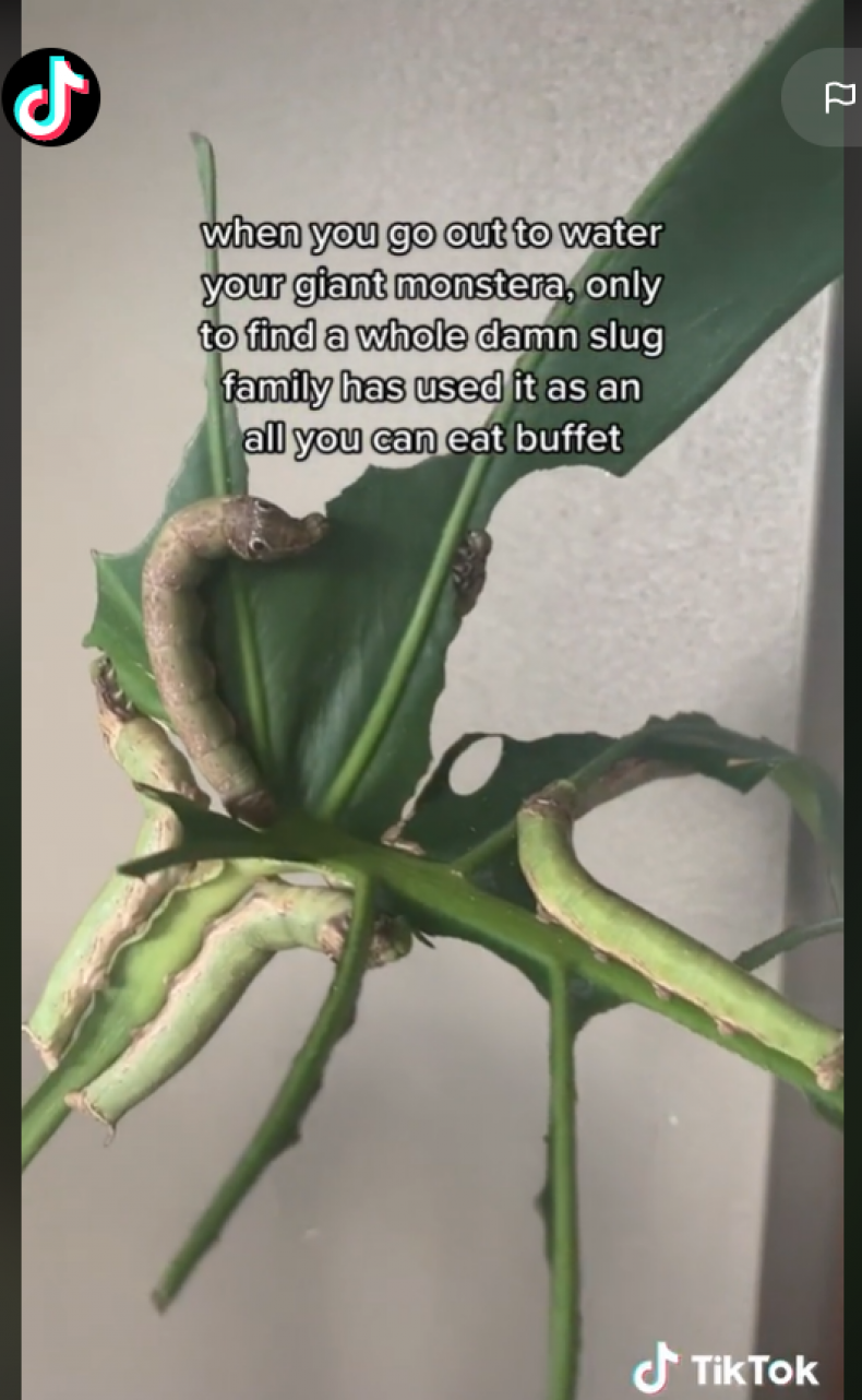 A Hawk Moth caterpillar on a monstera.