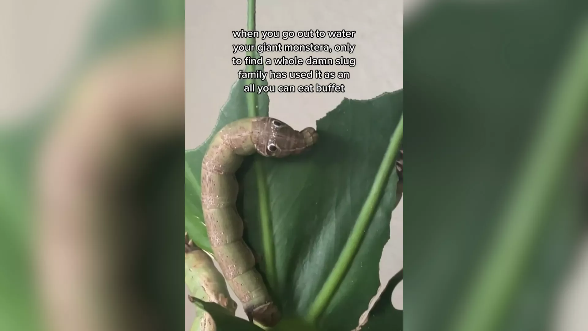 'The Very Hungry Caterpillar': Man Watering Giant Plant Finds It Devoured - Vimarsana News