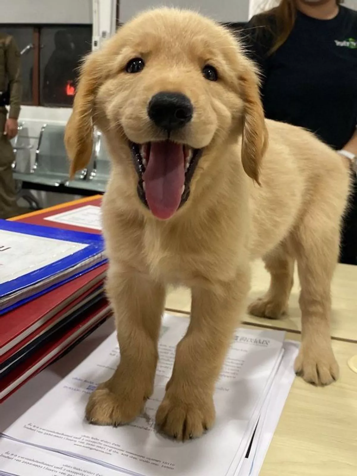 Cops Release Cute Mugshot of Lost Puppy With a Fake Charge Sheet - Vimarsana News
